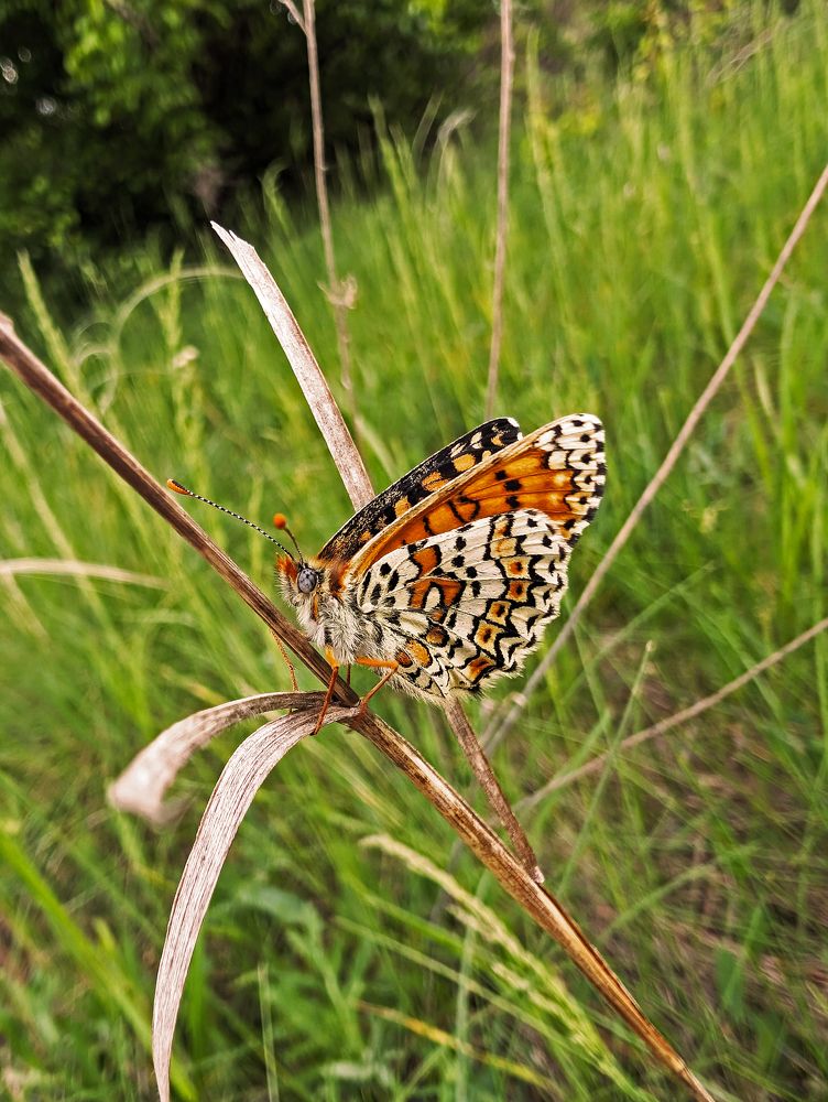 Glanville fritillary(Melitaea cinxia)