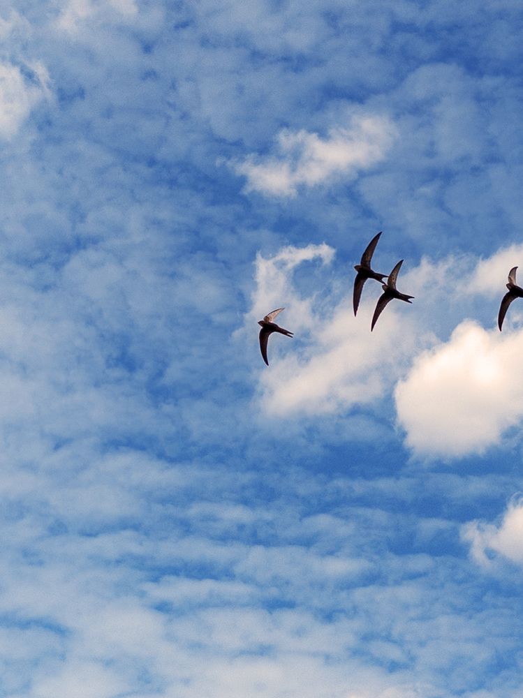 В небе стрижи