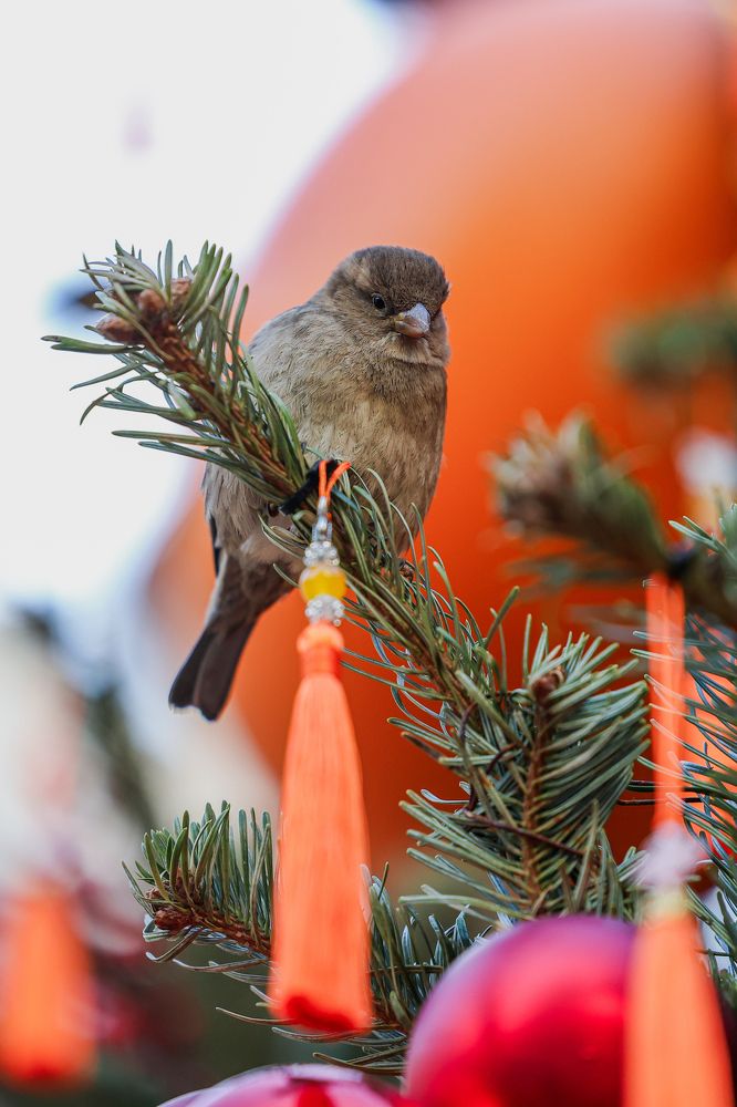 Photograph by Екатерина Якель