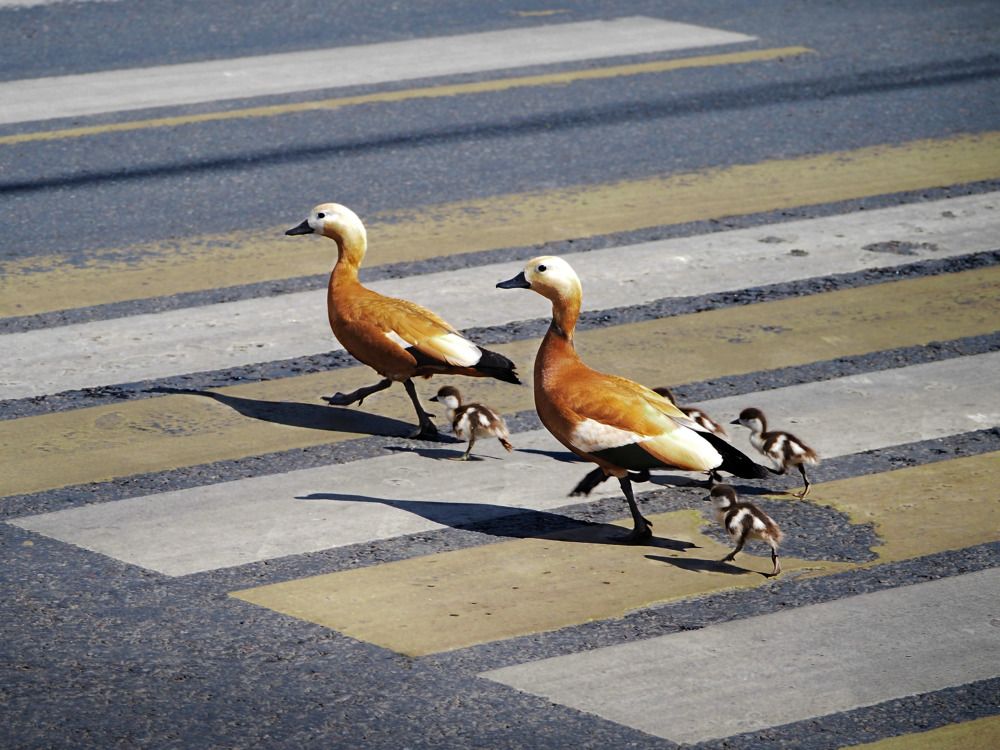 Photograph by Елена Синицына