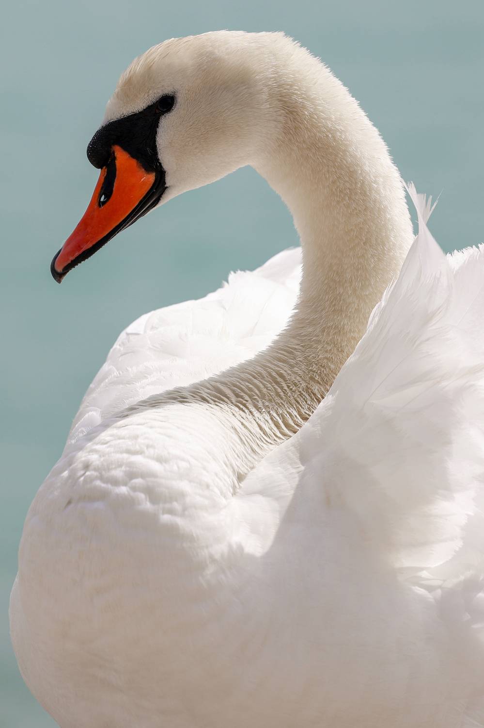 Фотография #11772493