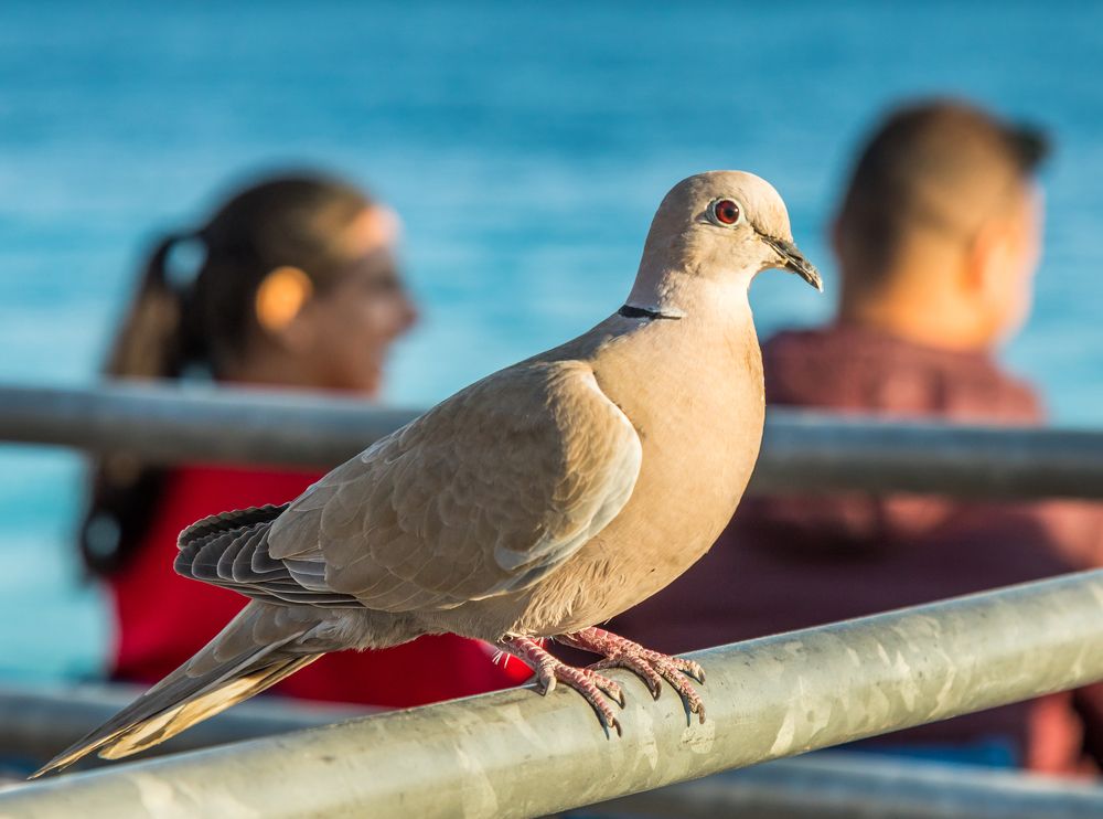 Фотография автора COMSA BOGDAN