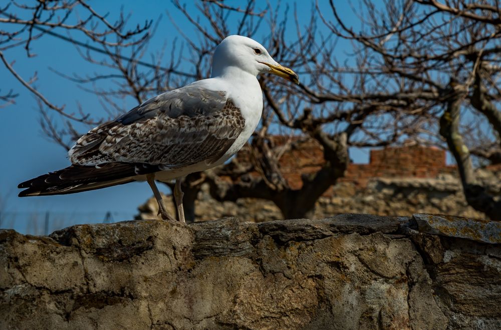 Фотография автора COMSA BOGDAN