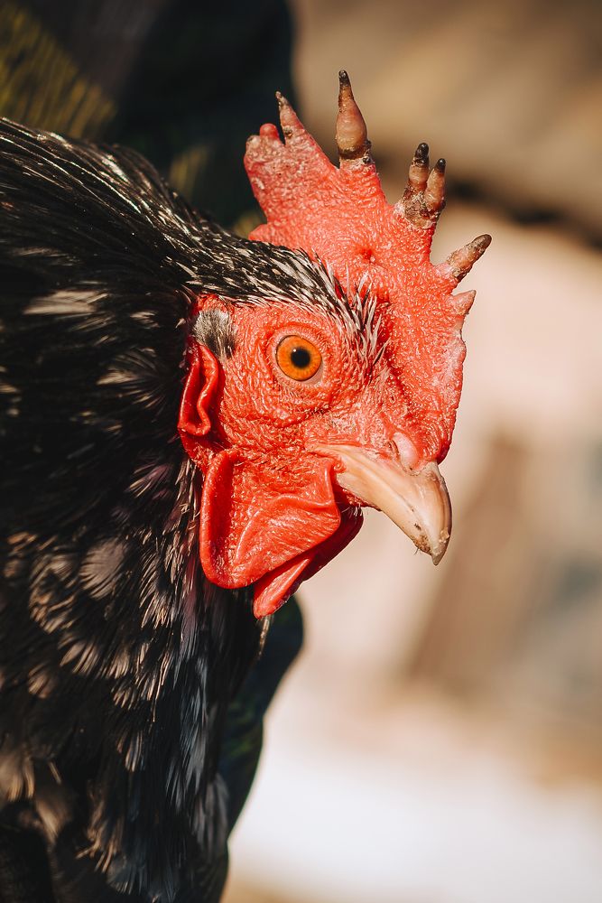 Фотография автора Карина Шарова