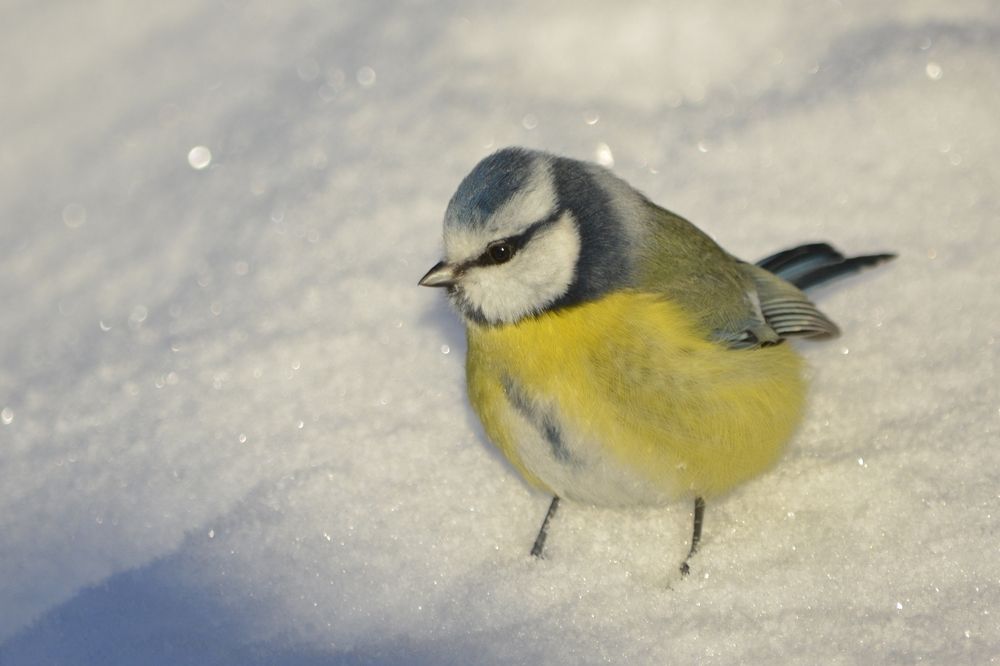 Photograph by Галина Катанова