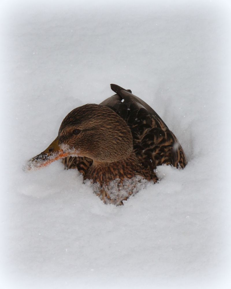 Photograph by Анастасия Бородина