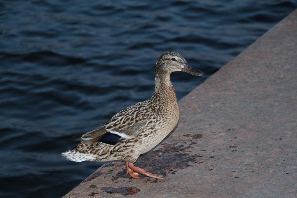 Photograph by Анастасия Бородина