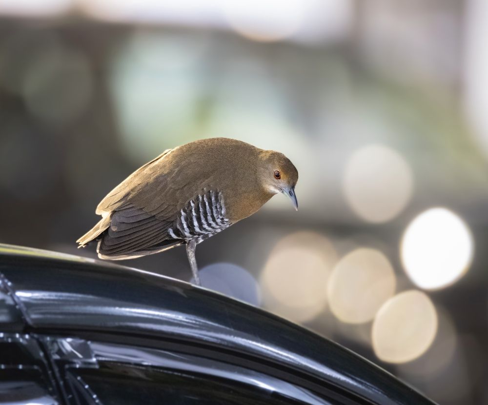 Photograph by Torres