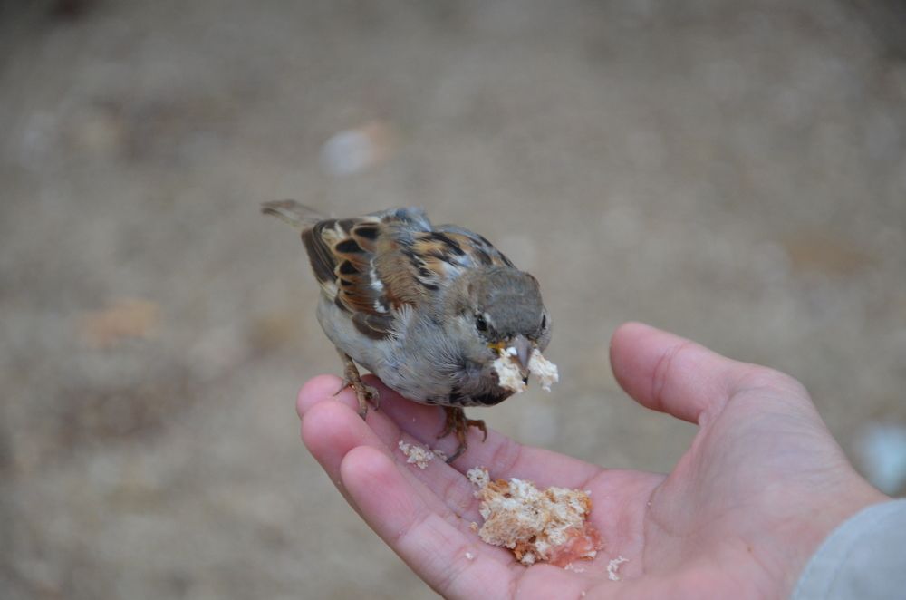 Photograph by Виктор Ремишевский