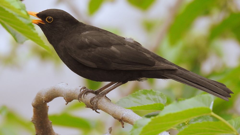 Photograph by Emil Zivanov