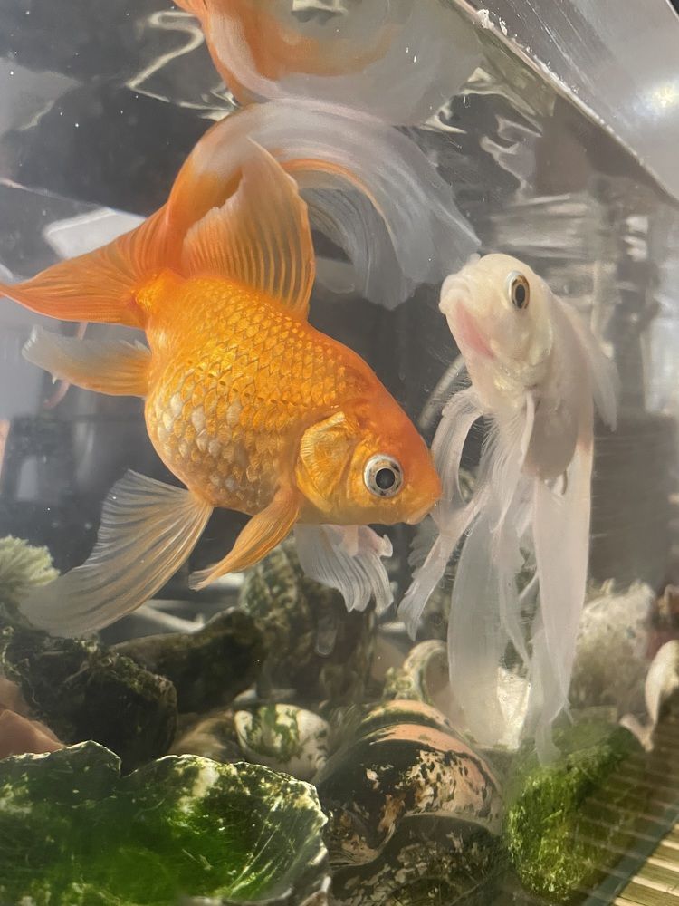 Photograph by Mimi Vurbanova