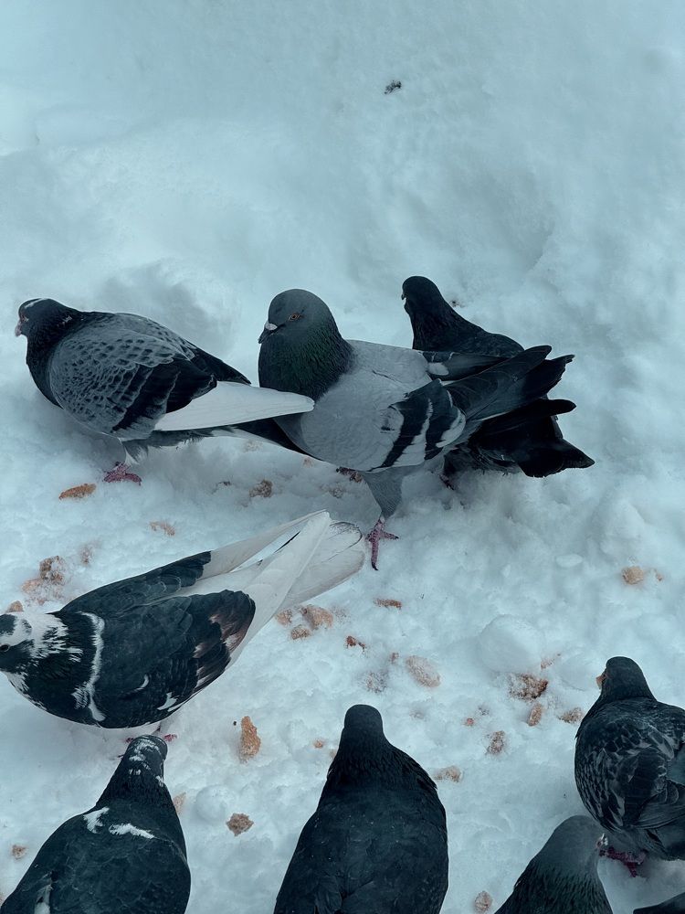 Фотография автора Елена