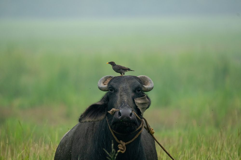 Photograph by Faisal Fasaludeen
