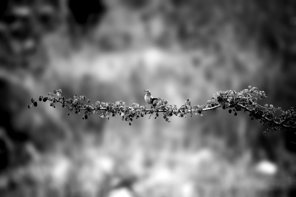 Photograph by Raghuvamsh Chavali