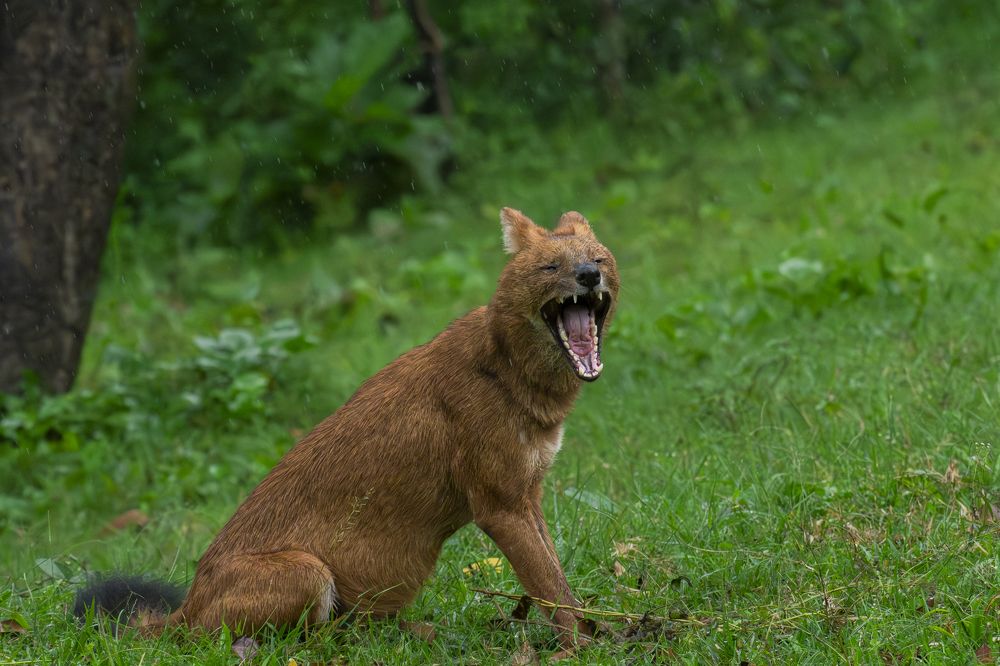 Фотография автора Anandhu M