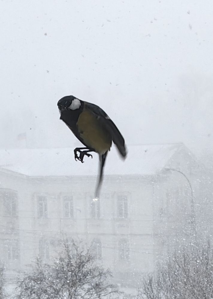 Фотография автора Максим Тельтевский