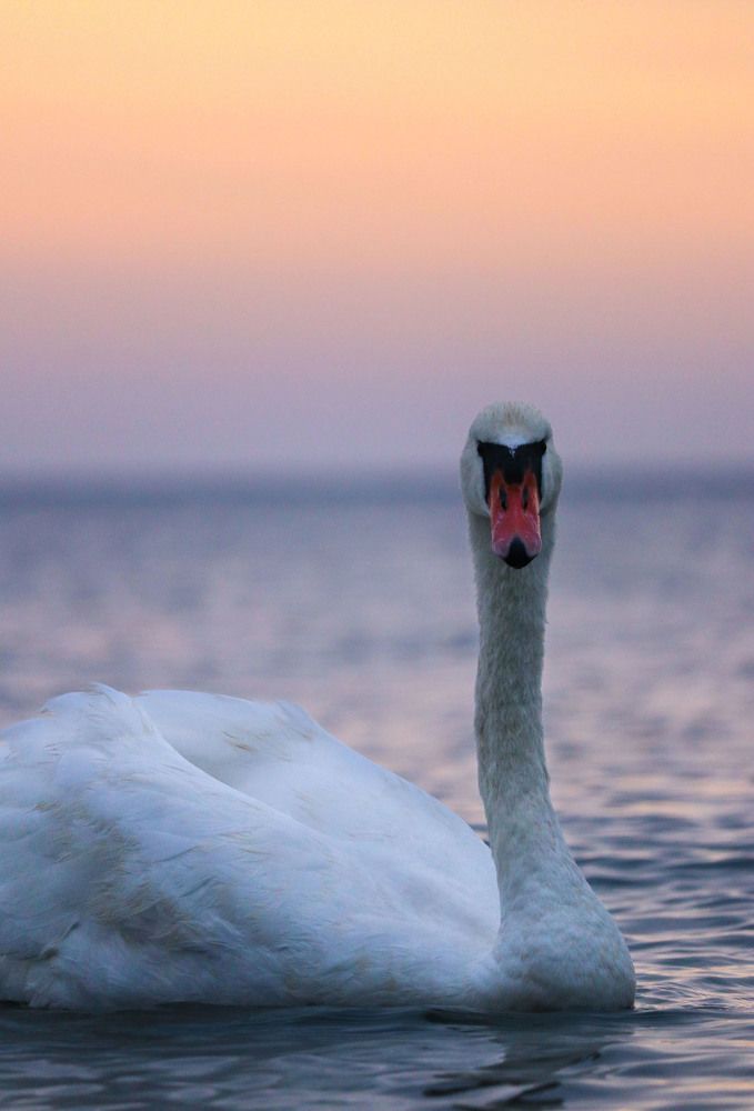 Photograph by Полина Крылова