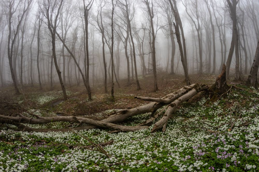 Таинственный лес