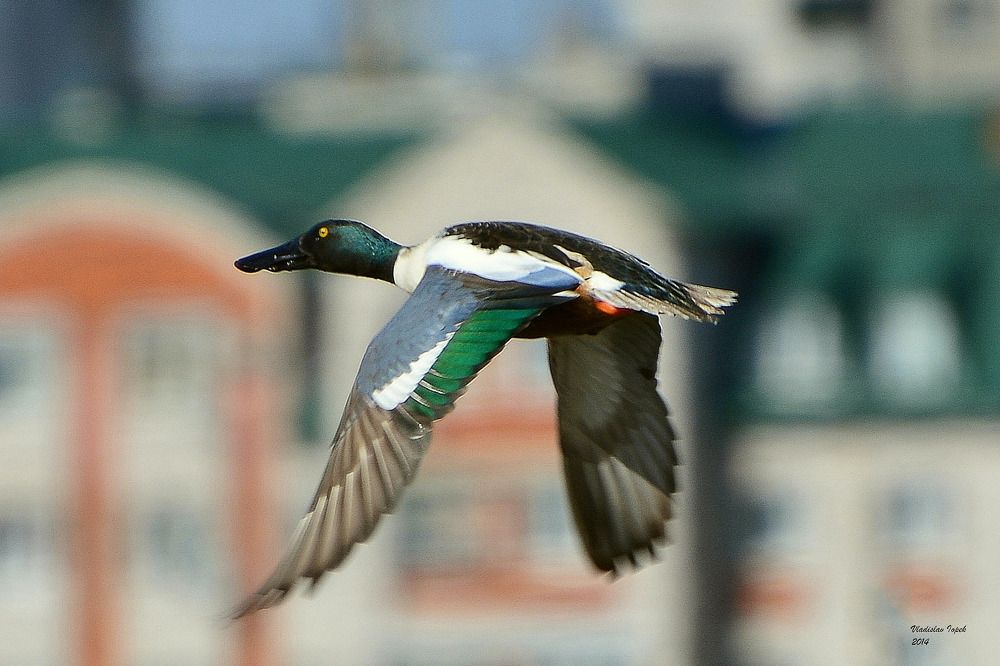 Photograph by Владислав Иопек