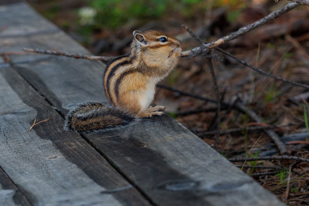 Photograph by Dmitriy Kachin