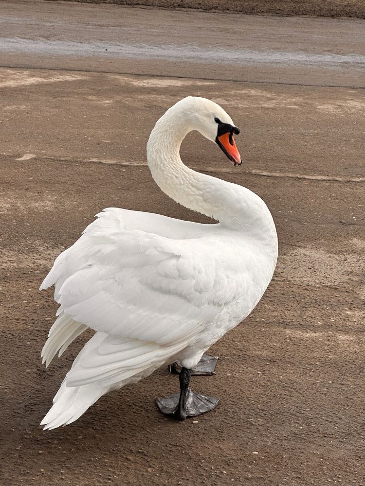 Photograph by Наумова Татьяна