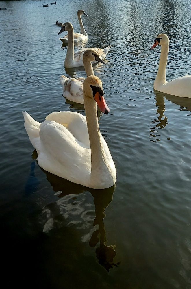 Фотография автора Марина Новикова