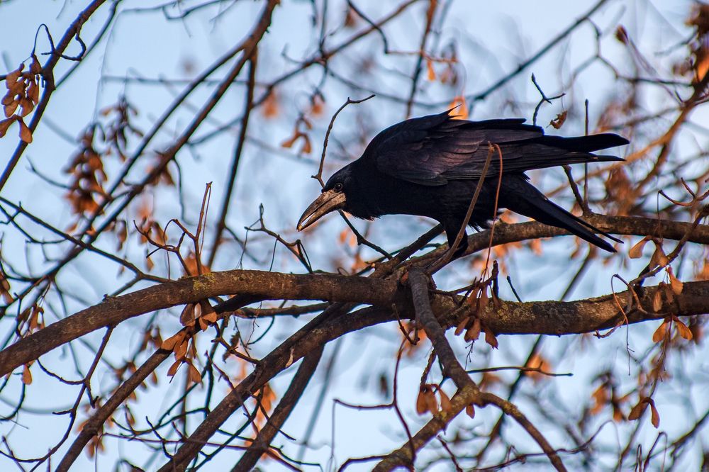 Грач на ветке