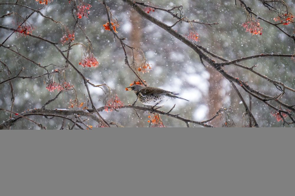 Photograph by Ксения Дудкина