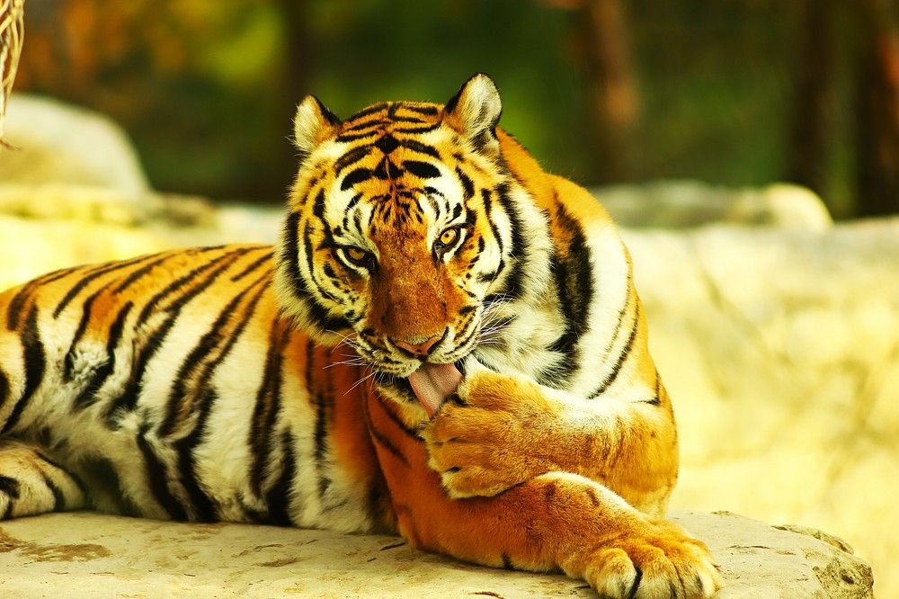 Фотография автора Михаил Лупина