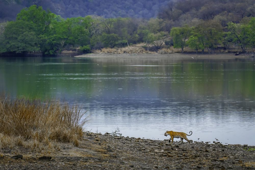 Фотография автора Naveen Kumar