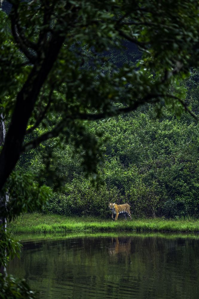 Фотография автора Naveen Kumar