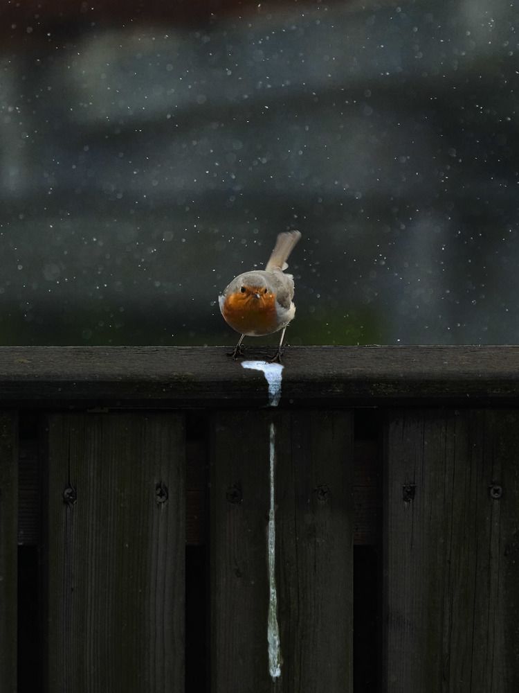 Photograph by Rudi Uran