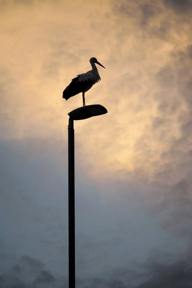 Photograph by Rudi Uran