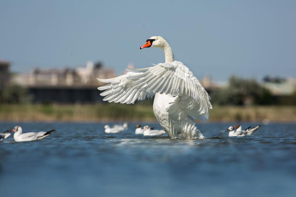 Фотография автора Lozhkin Vyacheslav