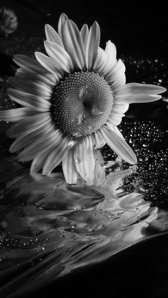 Photograph by Елена Силантьева