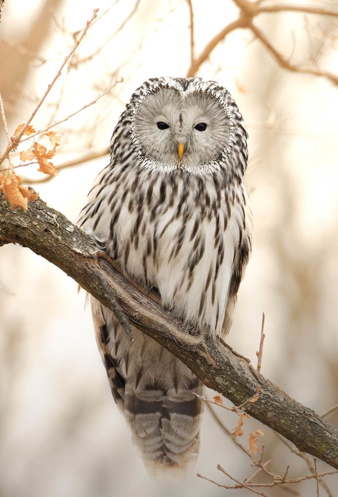 Фотография автора Sebastian Popa