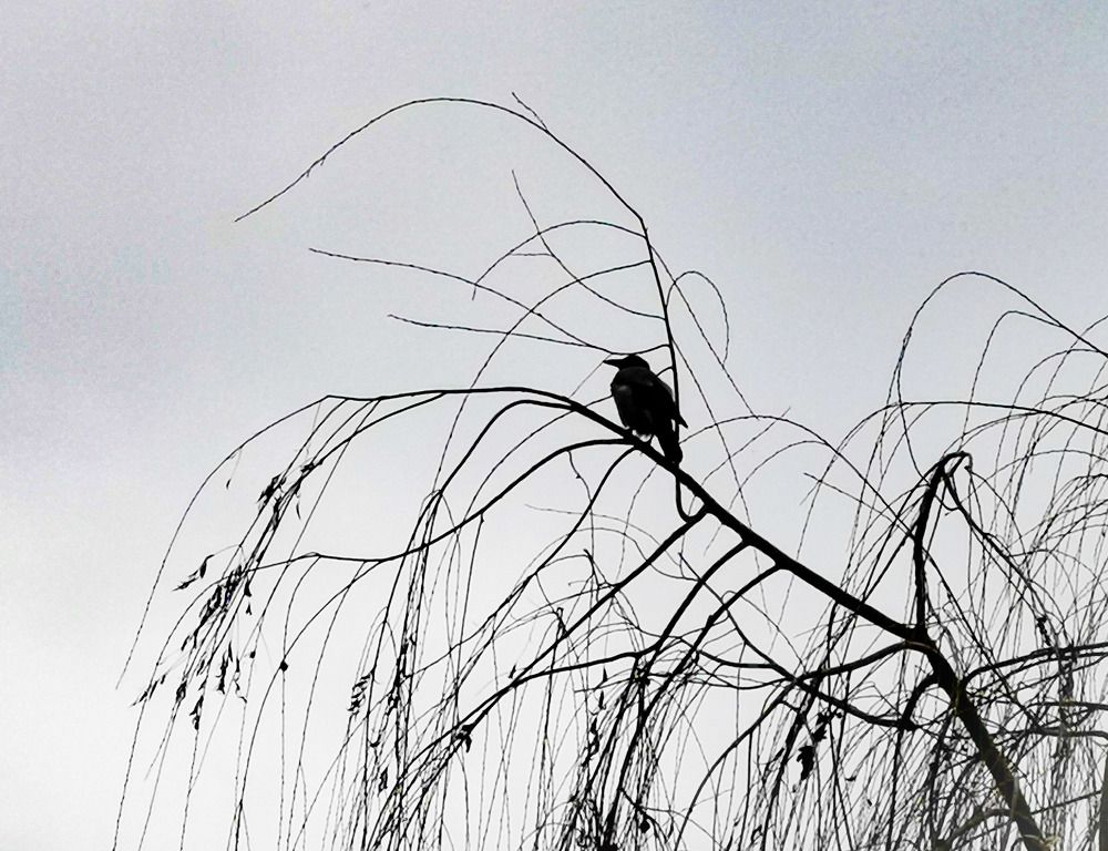 Photograph by Ольга Попченко