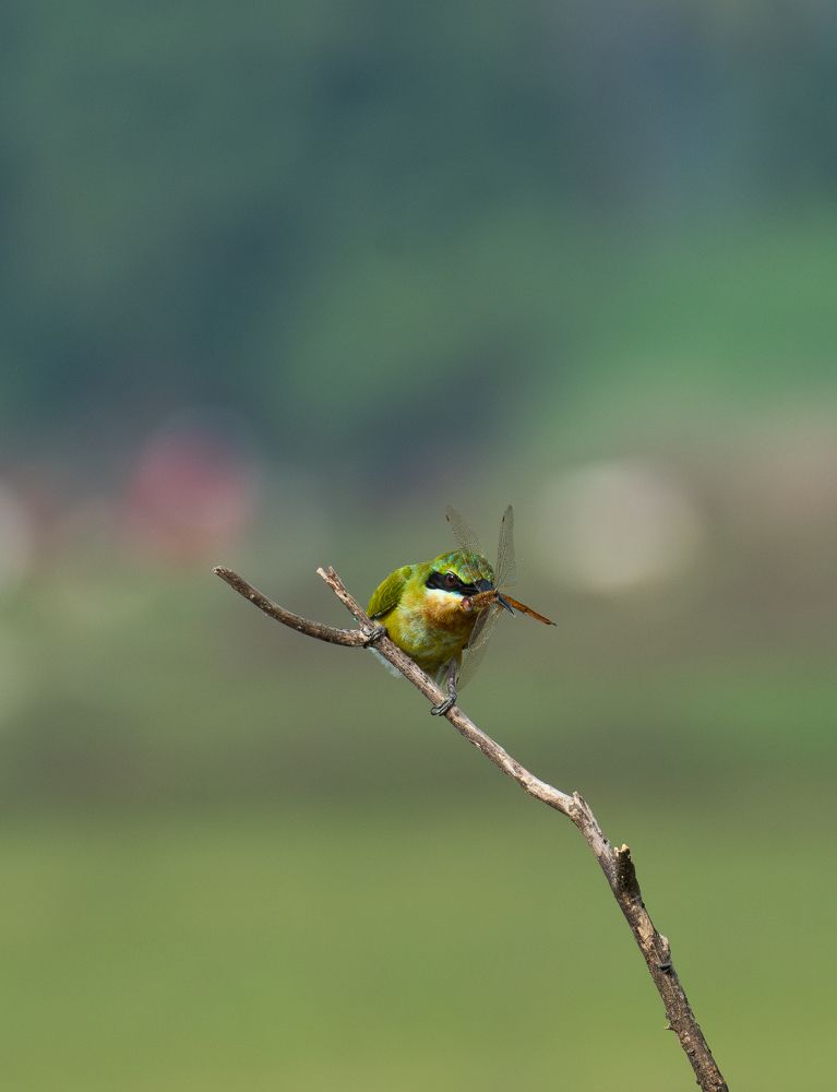 Bee-eater’s Feast