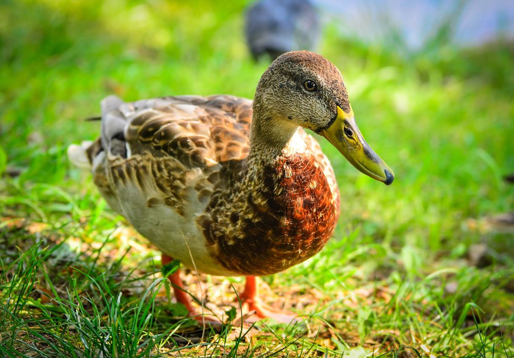 Photograph by AndreY