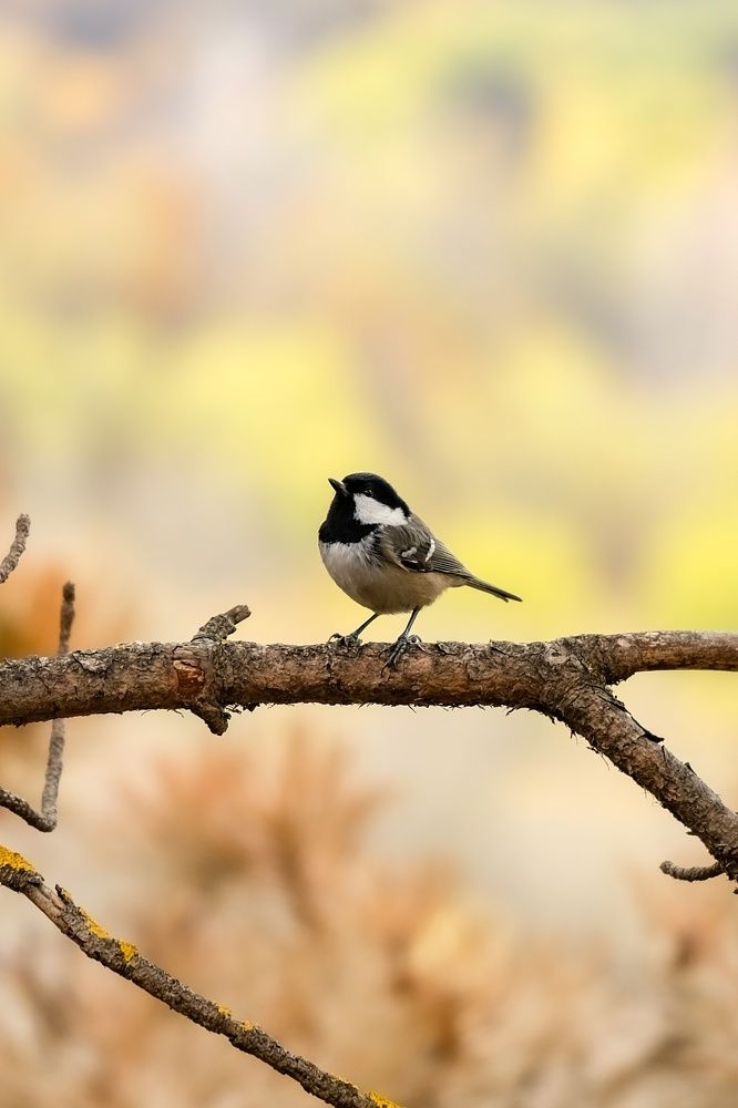 Фотография автора Роман Васильев
