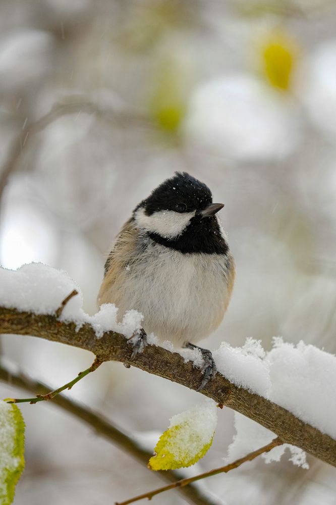 Фотография автора Роман Васильев