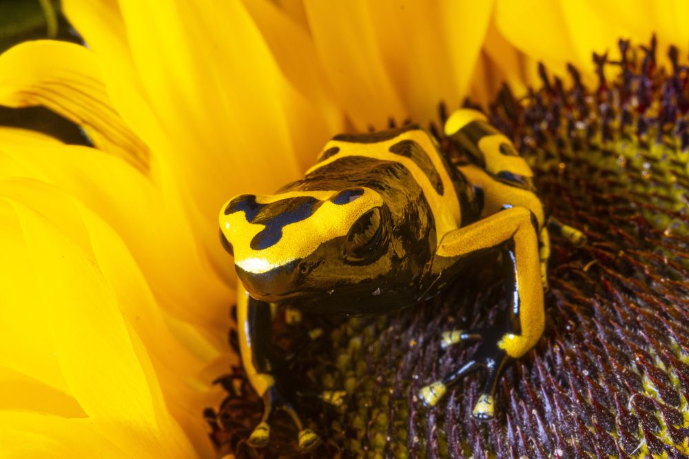 Bumblebee poison frog.