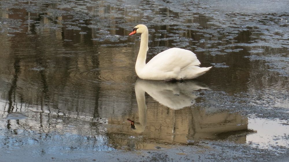 Photograph by Ирина Шведчикова