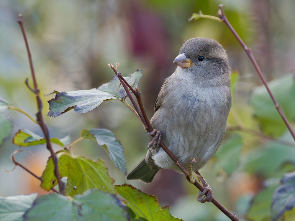 Домовой воробей, самочка