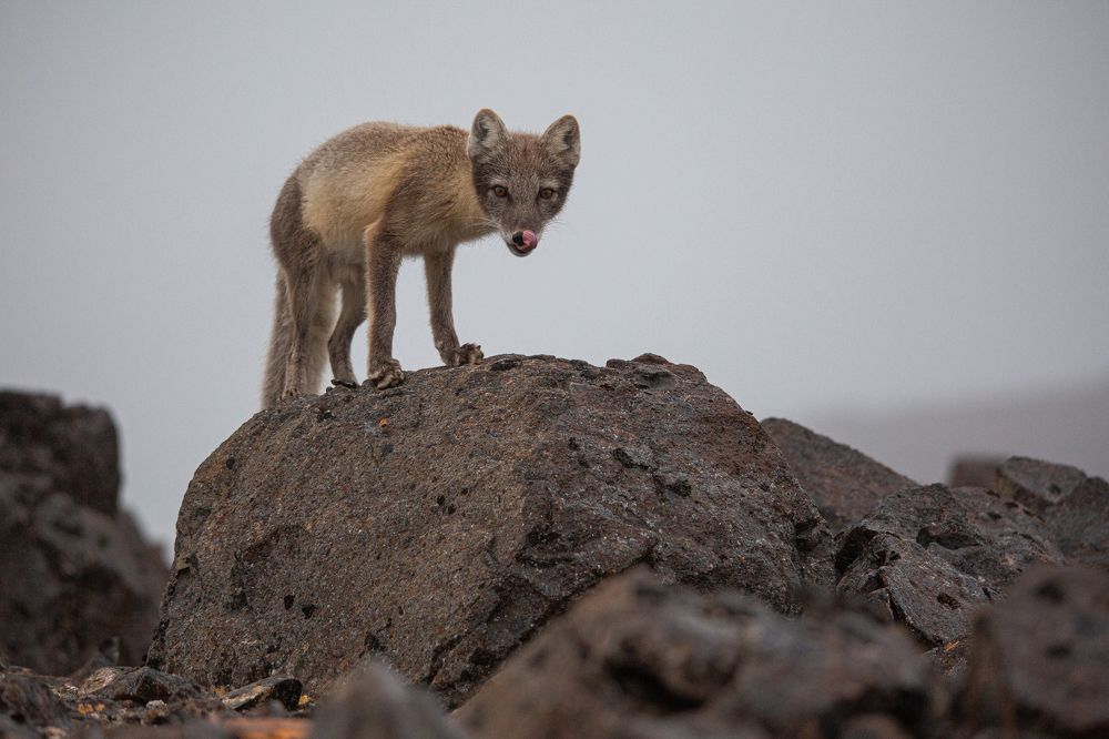Photograph by Игорь Глазунов