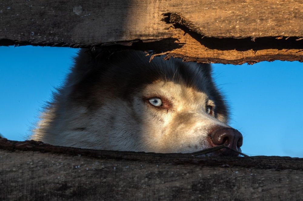 Photograph by Микаэль Ахмедов