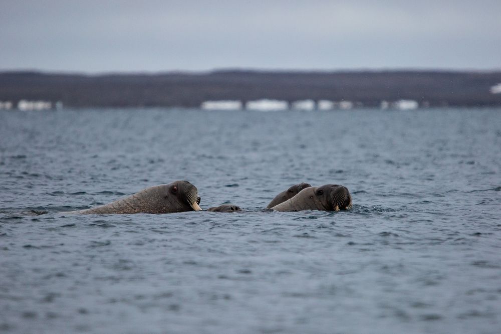 Photograph by Игорь Глазунов
