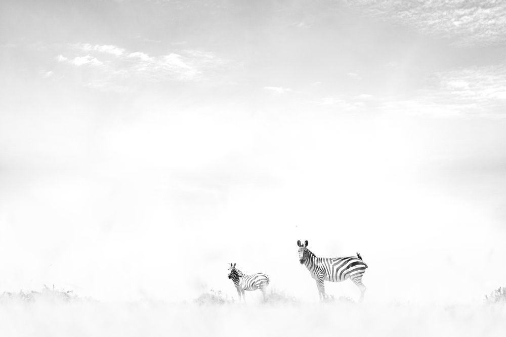 Far in the clouds a zebra harem