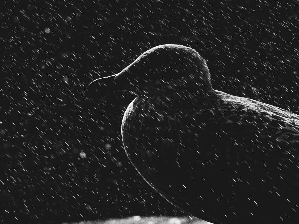 Photograph by Ирина Протченко