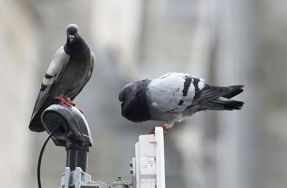 Photograph by Raed Victor Saad